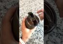 Honest Review of 16 oz. Brumate Toddy Cup | Leak Proof Coffee Mug | Travel Coffee Mug